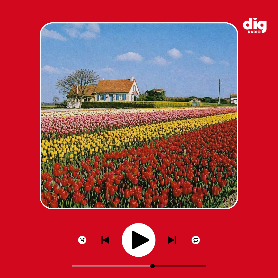Episode : Le sujet du mois : L&rsquo;épopée des tulipes à la Tranche-sur-Mer